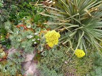 in den Tresco-Abbey-Gardens