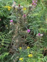 Die Distel ist Schottlands Wappenpflanze