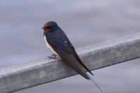 Rauchschwalbe, Luss, Loch Lomond