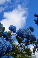 Himmelblau: Hortensien in Luss am Loch Lomond