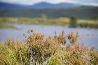 Heide  in Rannoch Moor