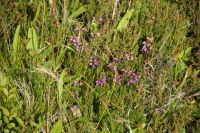 Lila blüht die Heide