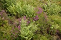 Farn und Heide 