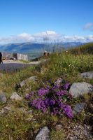 Heide auf den Aonach Mòr