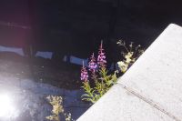 Aus der Kaimauer wächst es heraus