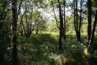 Auwald am Loch Shiel