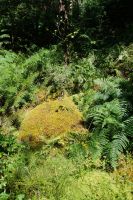 Aus Moos auf Fels wächst eine Glockenblume. Auwald am Loch Shiel