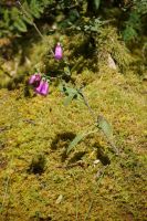 Aus einem bemoosten Stein heraus wächst  eine Blume