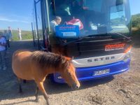 eine zusätzliche Pferdestärke bietet sich an