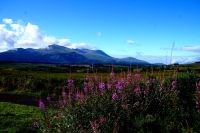 Ben Nevis Range, im Vordergrund Blutweiderich