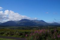 Ben Nevis Range mit Blutweiderich