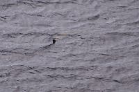 Nessie! Nee, nee, nee, nix Baumstamm! Nessie! 