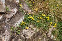 Zwischen den Mauern von Urquhart Castle blüht es