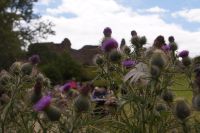 Die Distel, Schottlands Nationalblume (aber die Schotten selbst sind herzlich, nicht stachelig)