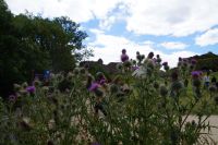 Disteln vor Urquhart Castle 