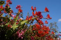 Gartenbepflanzung Inverness