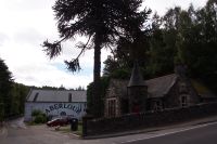 Araukarie vor der Aberlour Destillery 