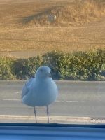 morgendliche Begrüßung