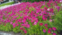 20170801_120023 Dublin