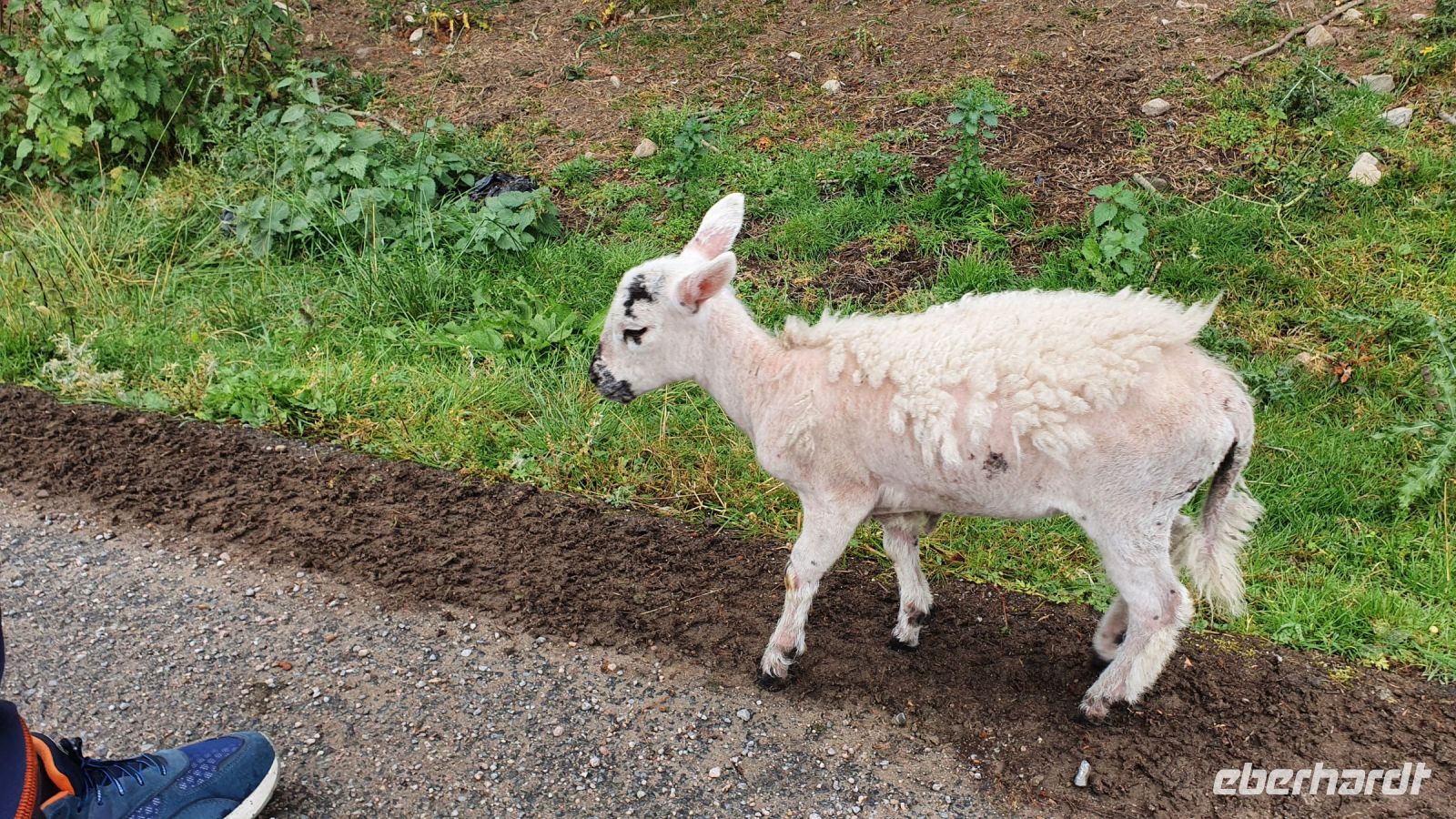 20220815 094755 beim Schäfer Neill