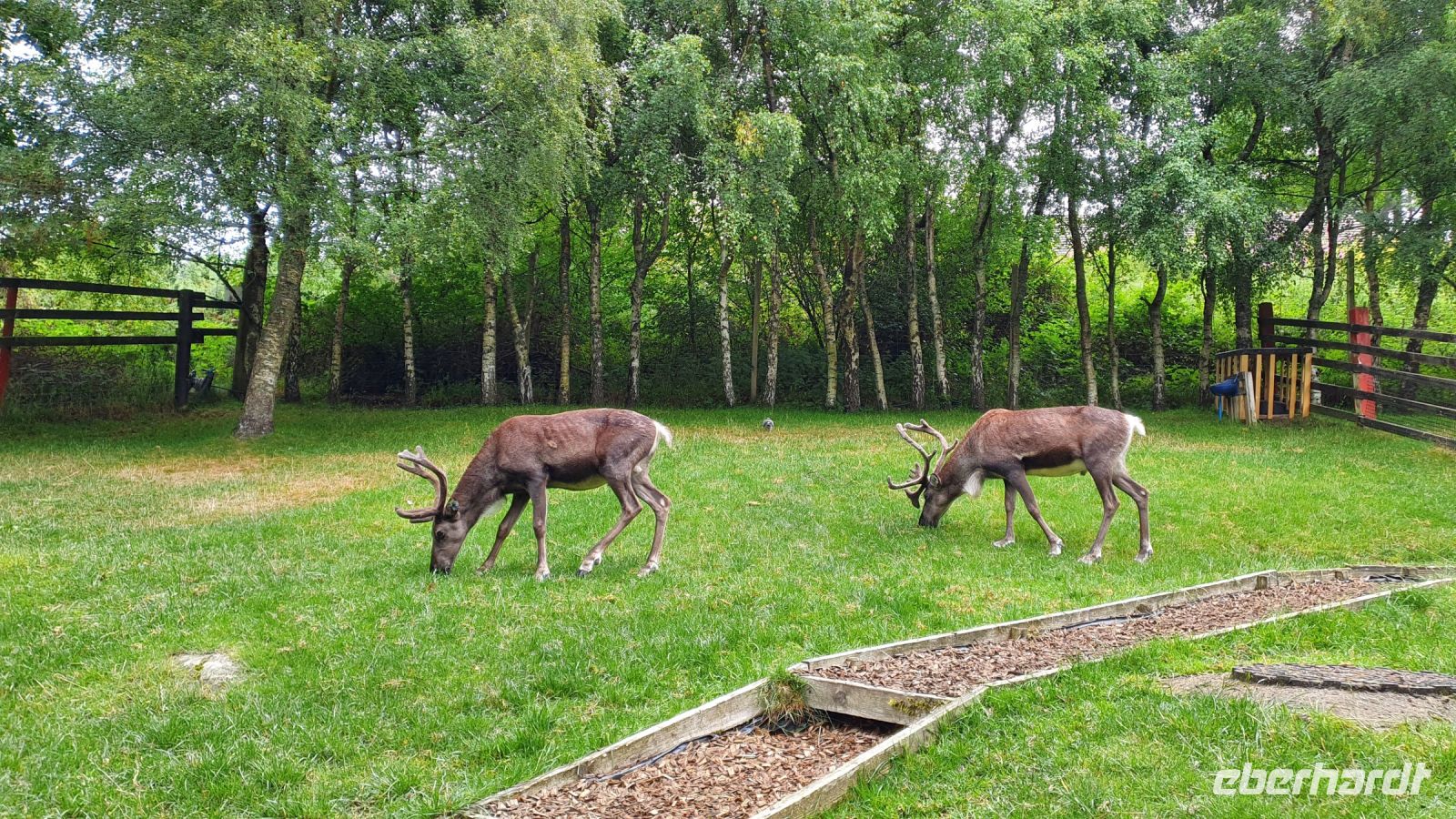 20220815 105101 Reindeer Center Aviemore