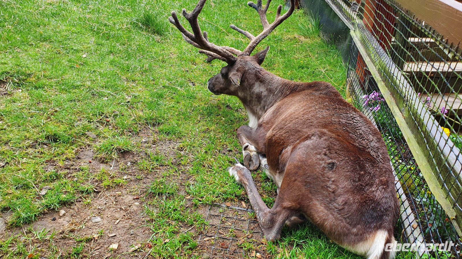 20220815 105111 Reindeer Center Aviemore