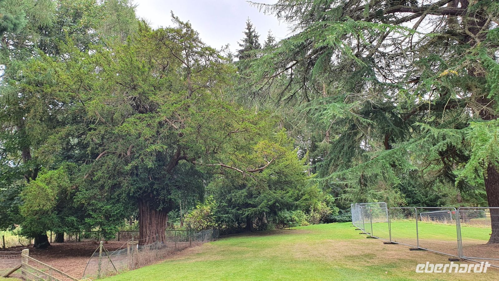 20220820 105308 900 Jahre alte Eibe an der  Dryburgh Abbey