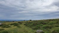 20220712 104956 Dartmoor
