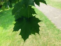 20240802 Arley Arboretum 04