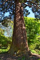 203 Bodnant Garden