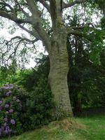 Killerton House & Garden