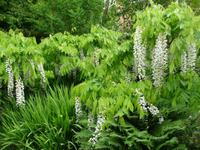 Killerton House & Garden