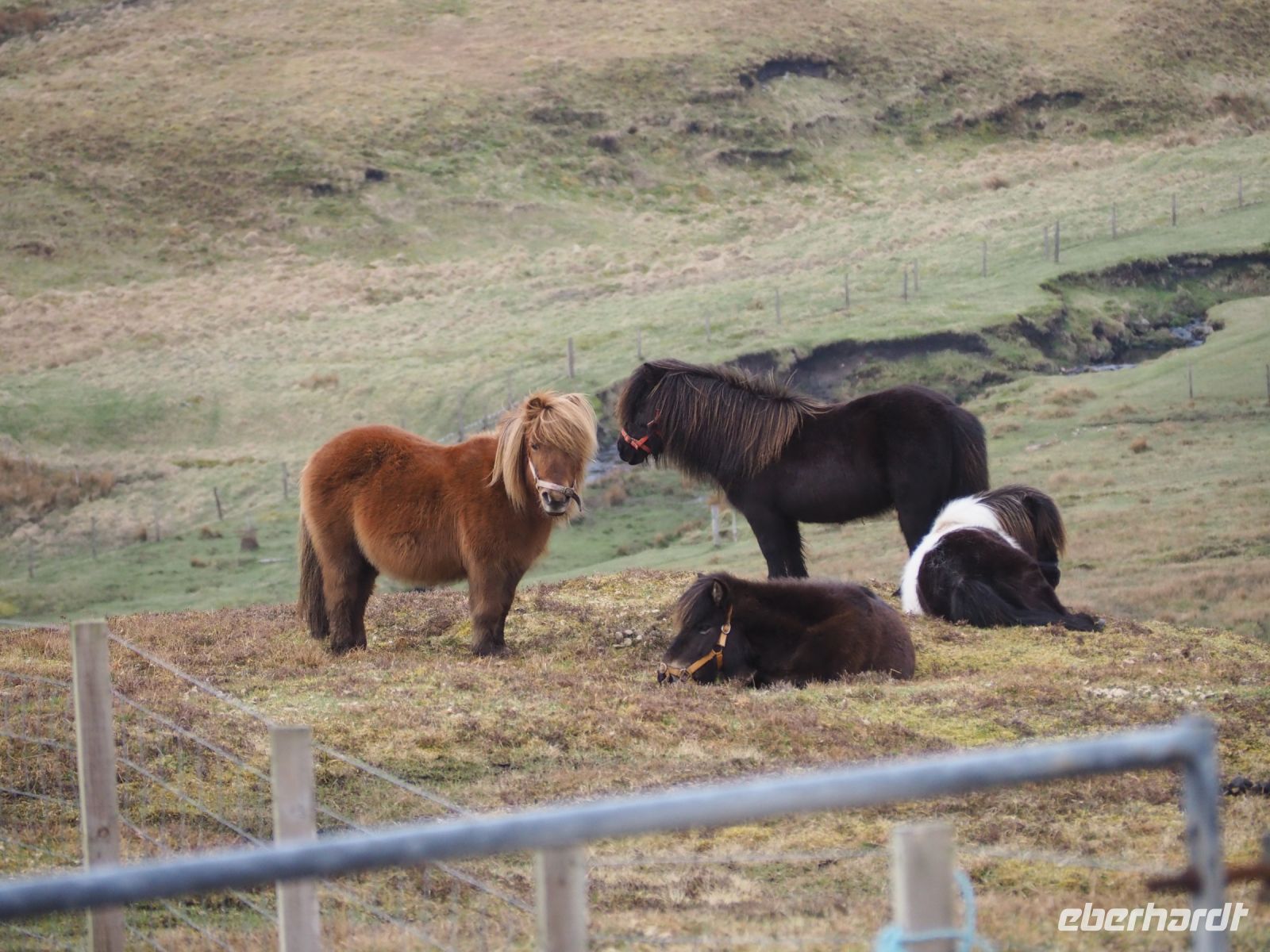 Shetlandponies