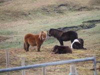 Shetlandponies