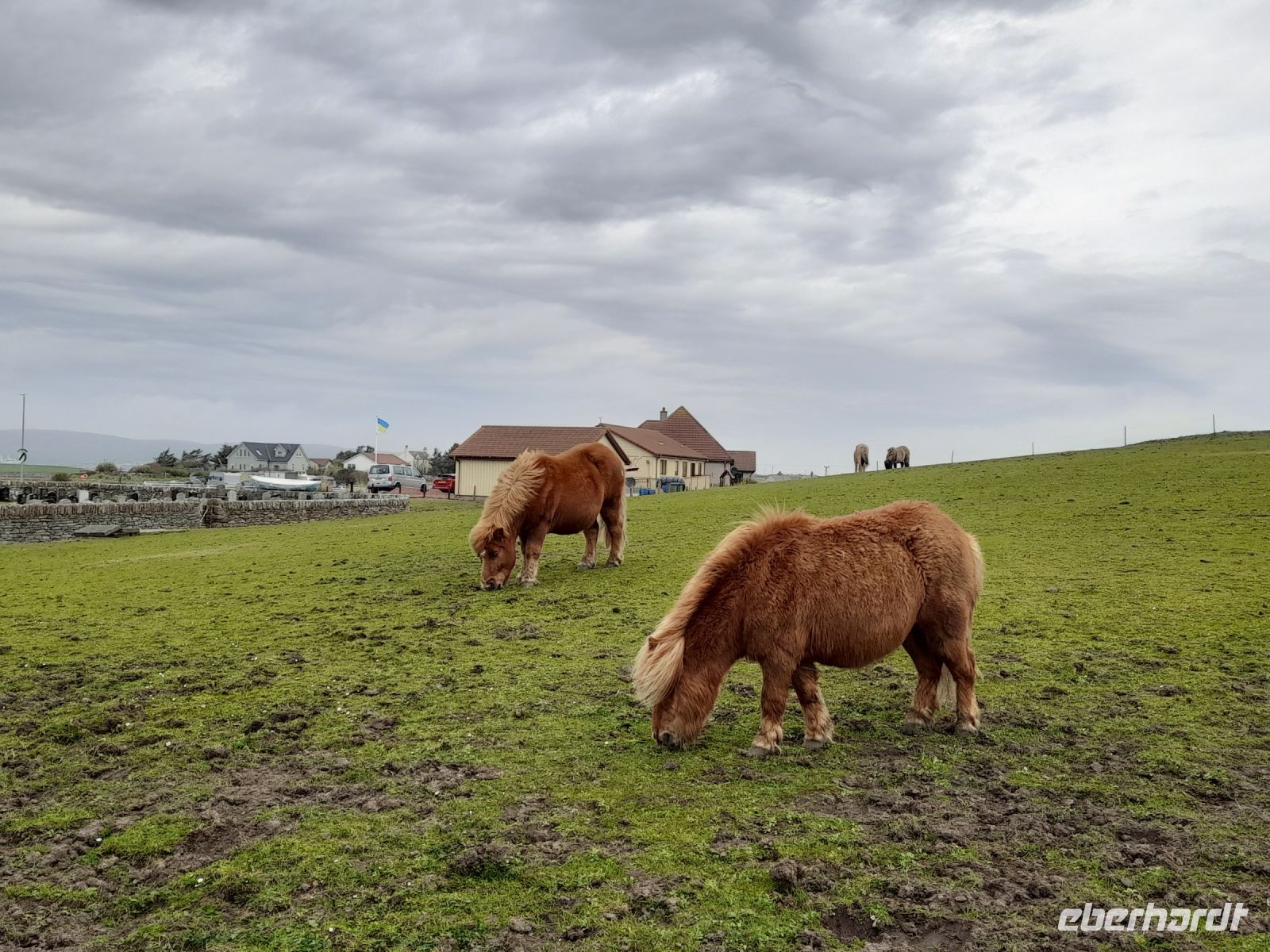 Shetlandponies
