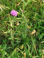 Distel- Nationalblume Schottlands