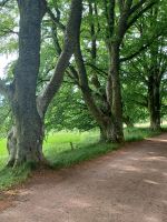 Allee mit alten Bäumen