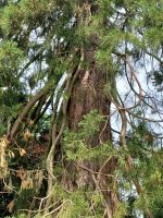 schöne alte Bäume am Craigievar Castle