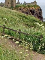 Blick zum Dunnottar Castle