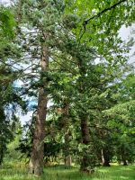 Parkanlage in Balmoral