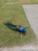Pfau im Park von Scone Palace