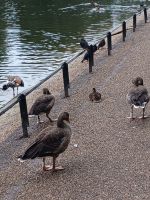 St. James`s Park (2)