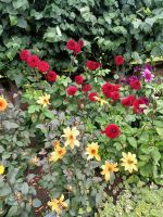 Garten im Hampton Court (2)