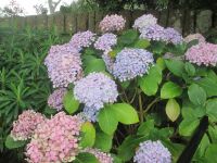 Hortensienpracht