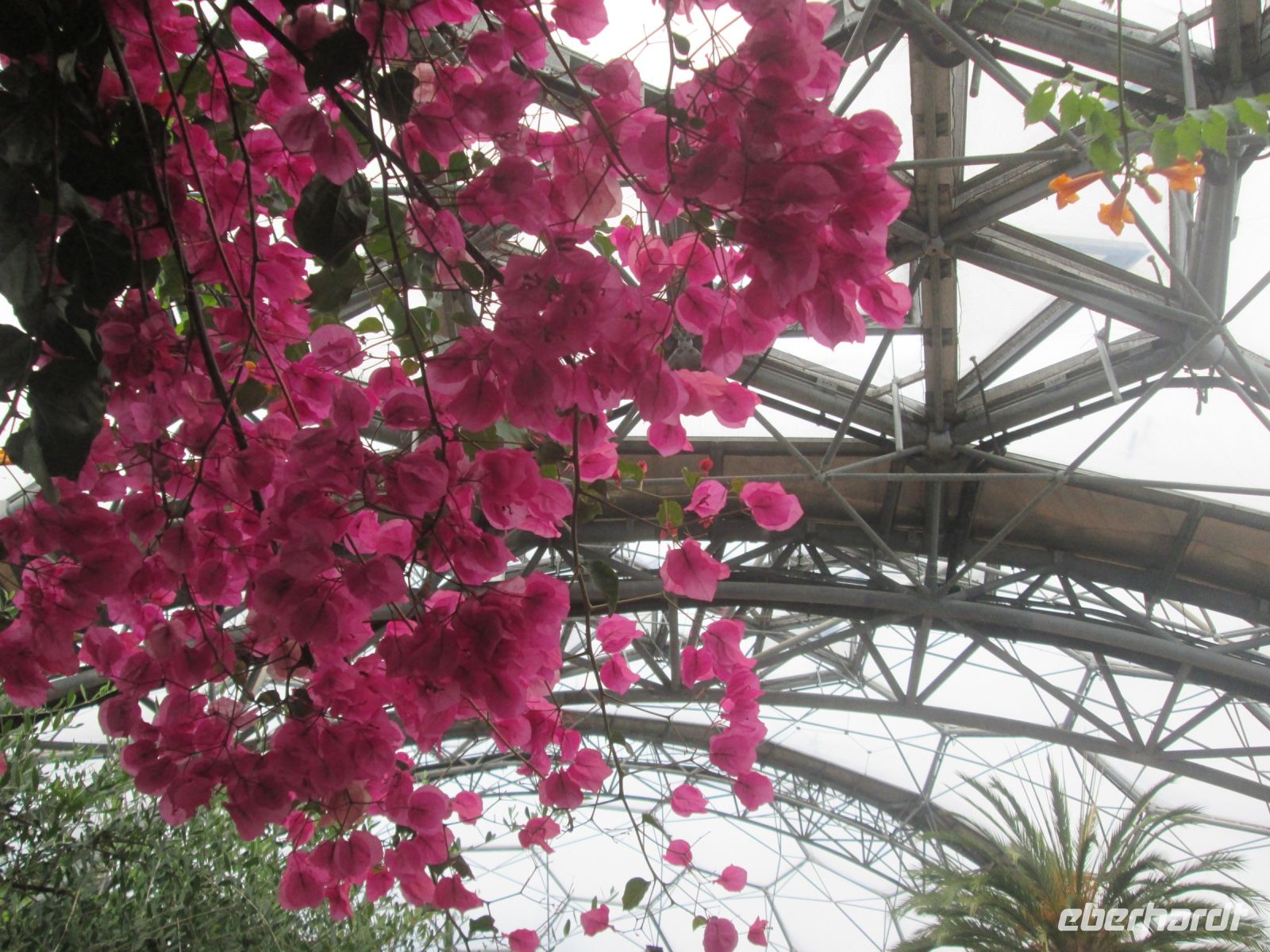 Bouganvilla in der mediterranen Klimazone 