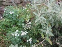 Mediterranes Biom: Kamille und Salbei