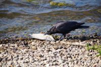 fischfressende Krähe, Strathclyde Loch