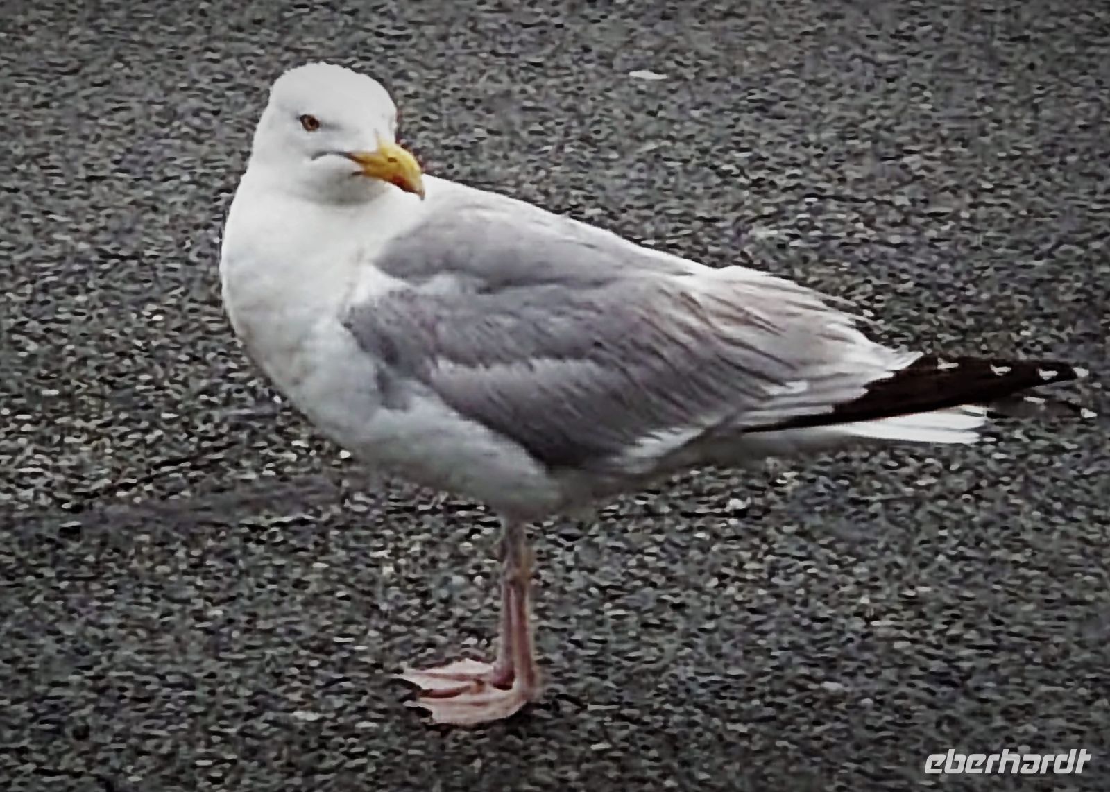 Wo wollen die denn hin...