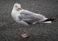 Wo wollen die denn hin...