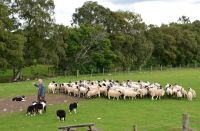 152 Cairngorm Mountains, Schäfer Niels